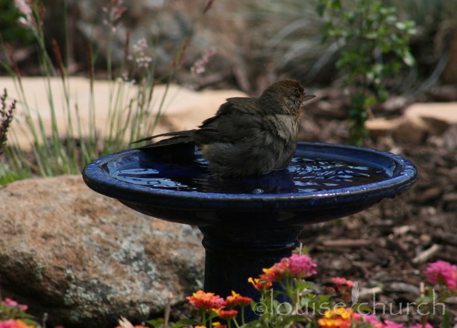 California Towhee in Blue Bird Bath