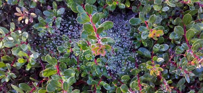 Morning dew on spider web...