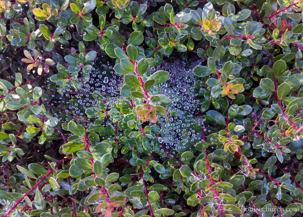 Morning dew on spider web...