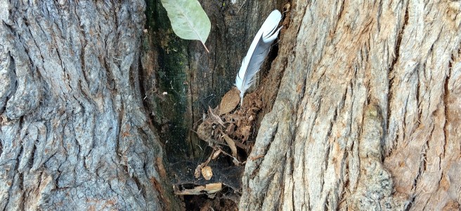 Photograph of spider web in a tree knothole with a leaf and feather aligned and captured by the web.